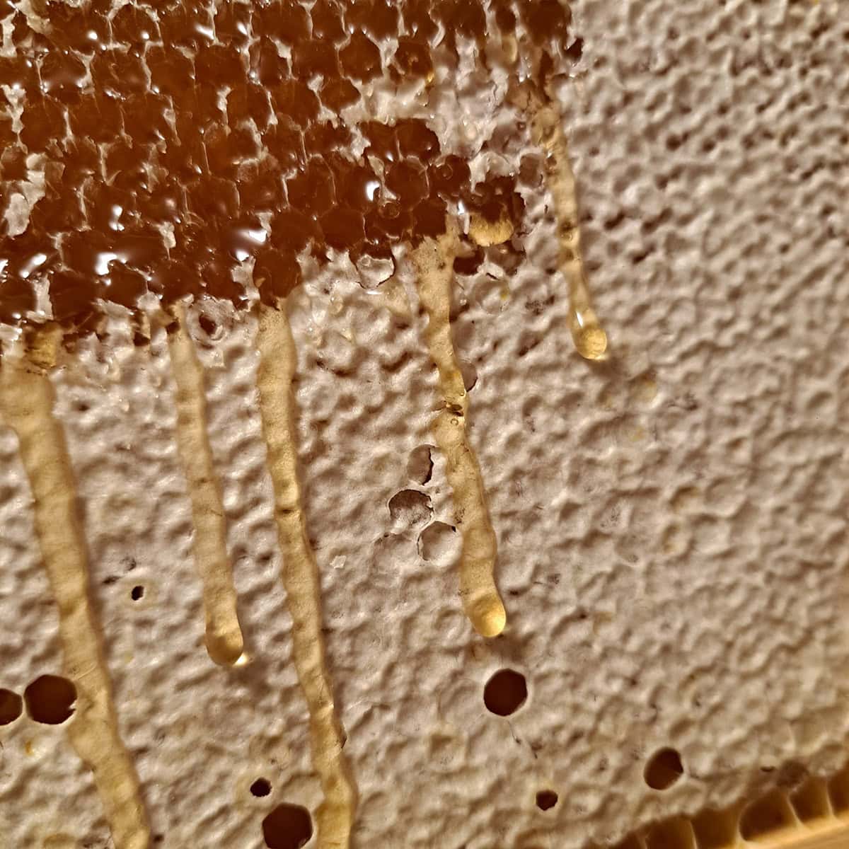Seehonig Imkertochter mit Wabe