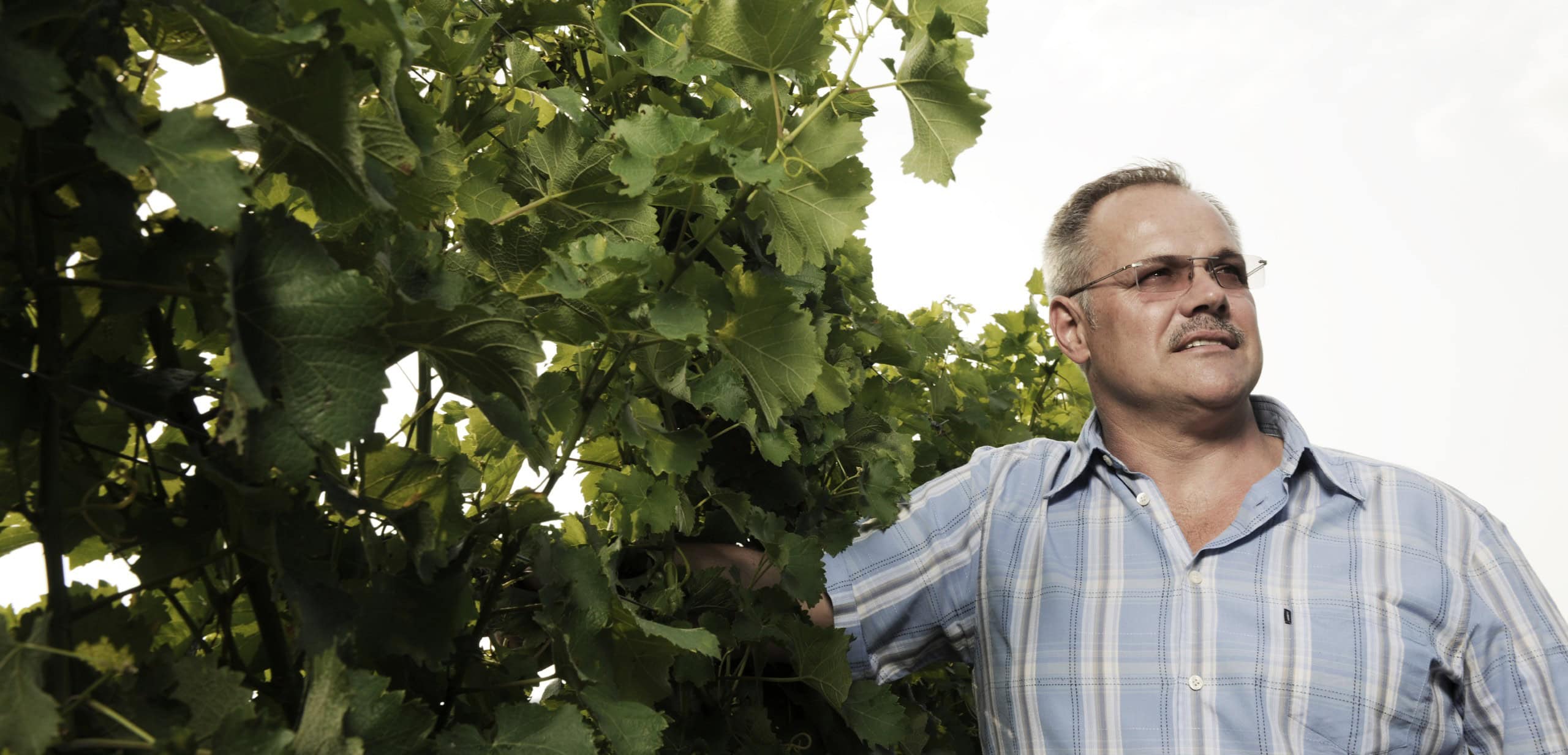 Winzerhof Julius Steiner Stil Fotos